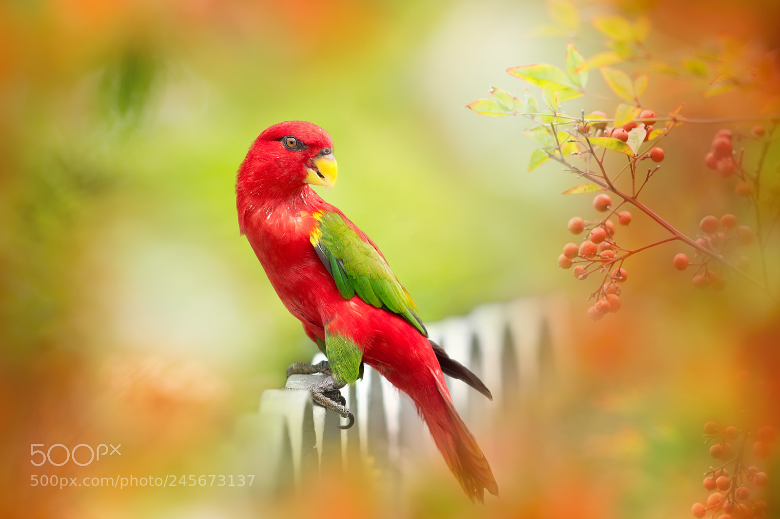 Sony SLT-A77 sample photo. ～ chattering lory ～ photography