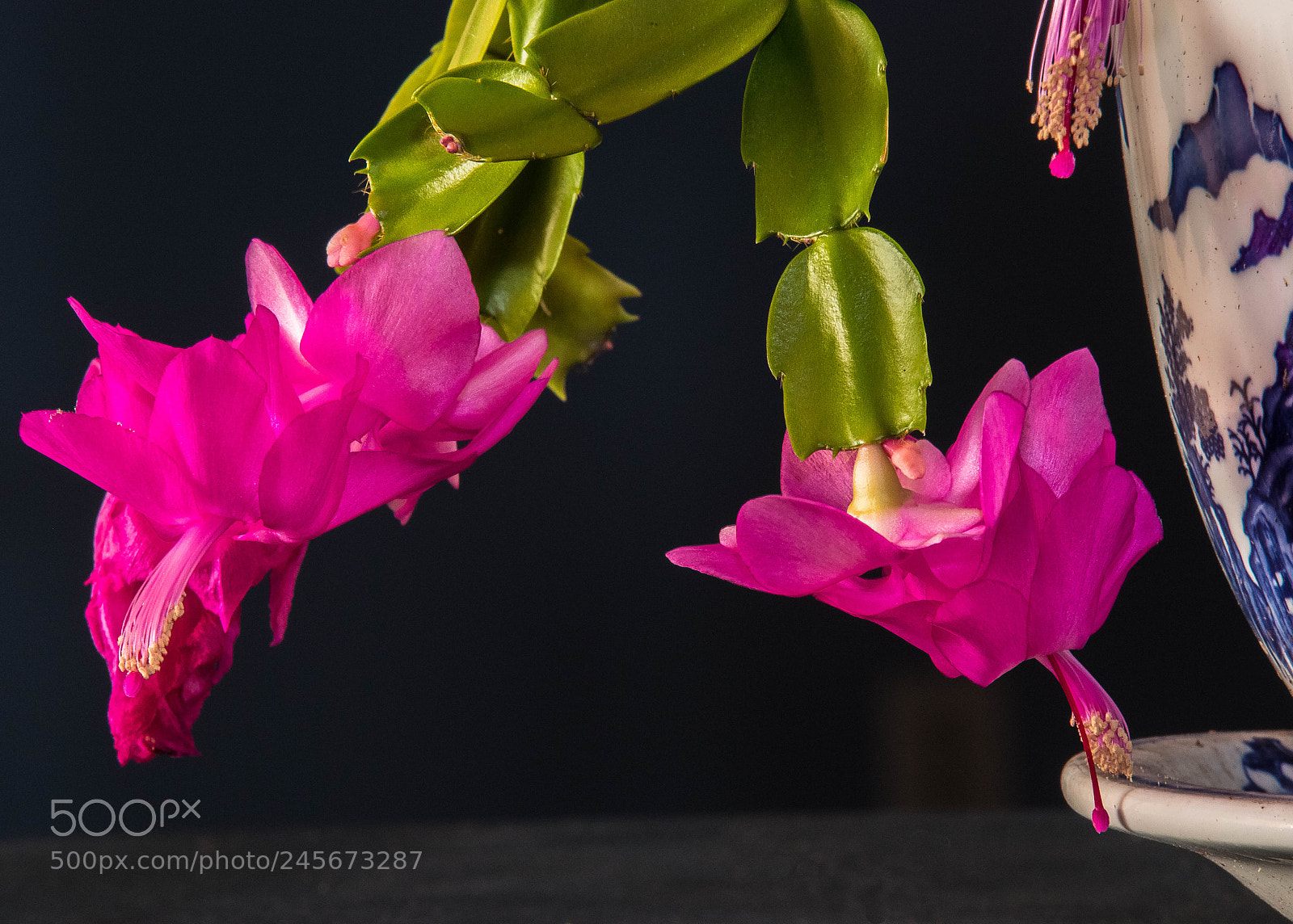 Canon EOS 6D Mark II sample photo. Flower photography
