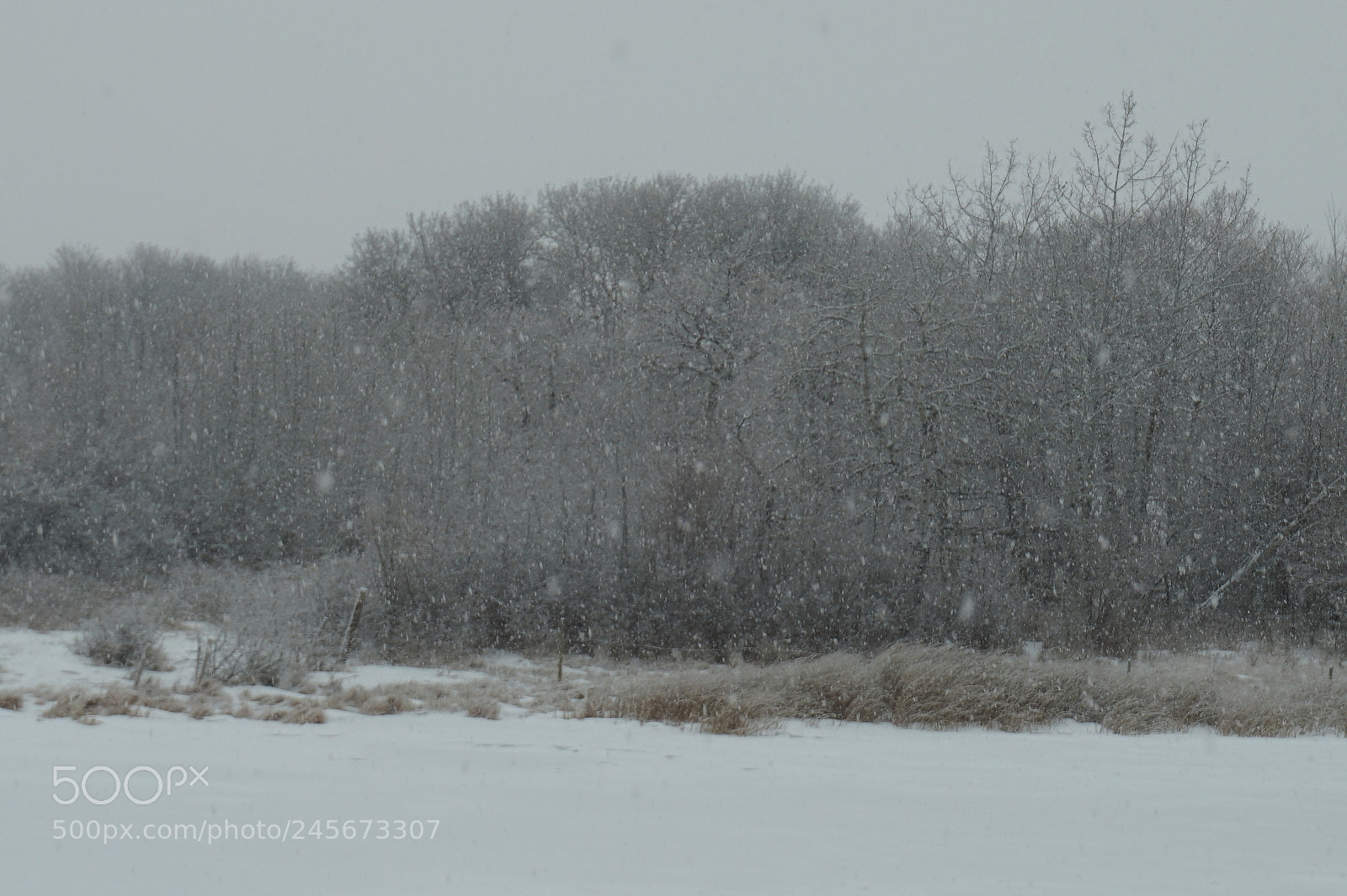 Sony Alpha a5000 (ILCE 5000) sample photo. Dsc photography