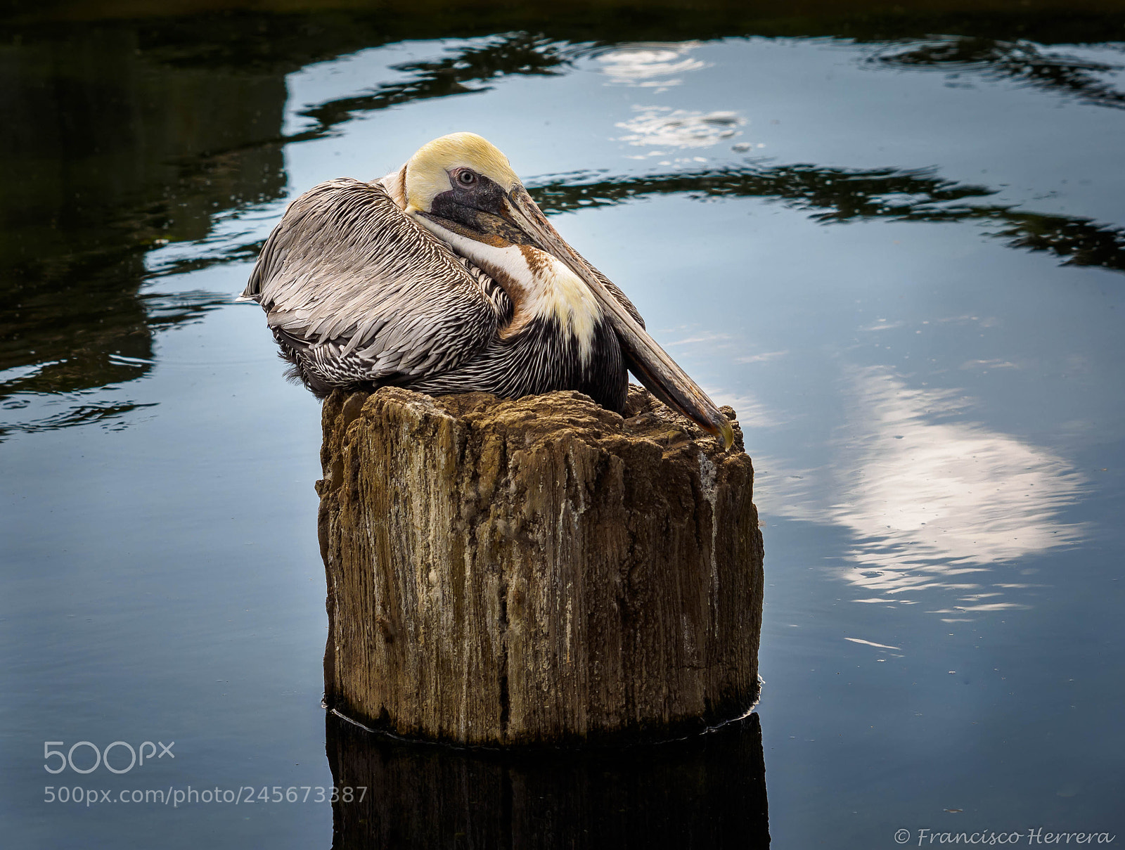 Olympus OM-D E-M1 sample photo. Brown pelican - pelecanus photography