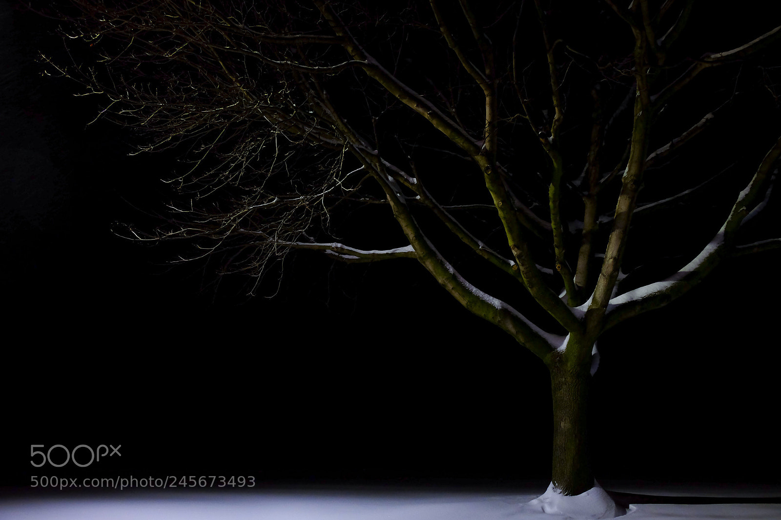 Fujifilm X-T1 sample photo. A tree lit by photography