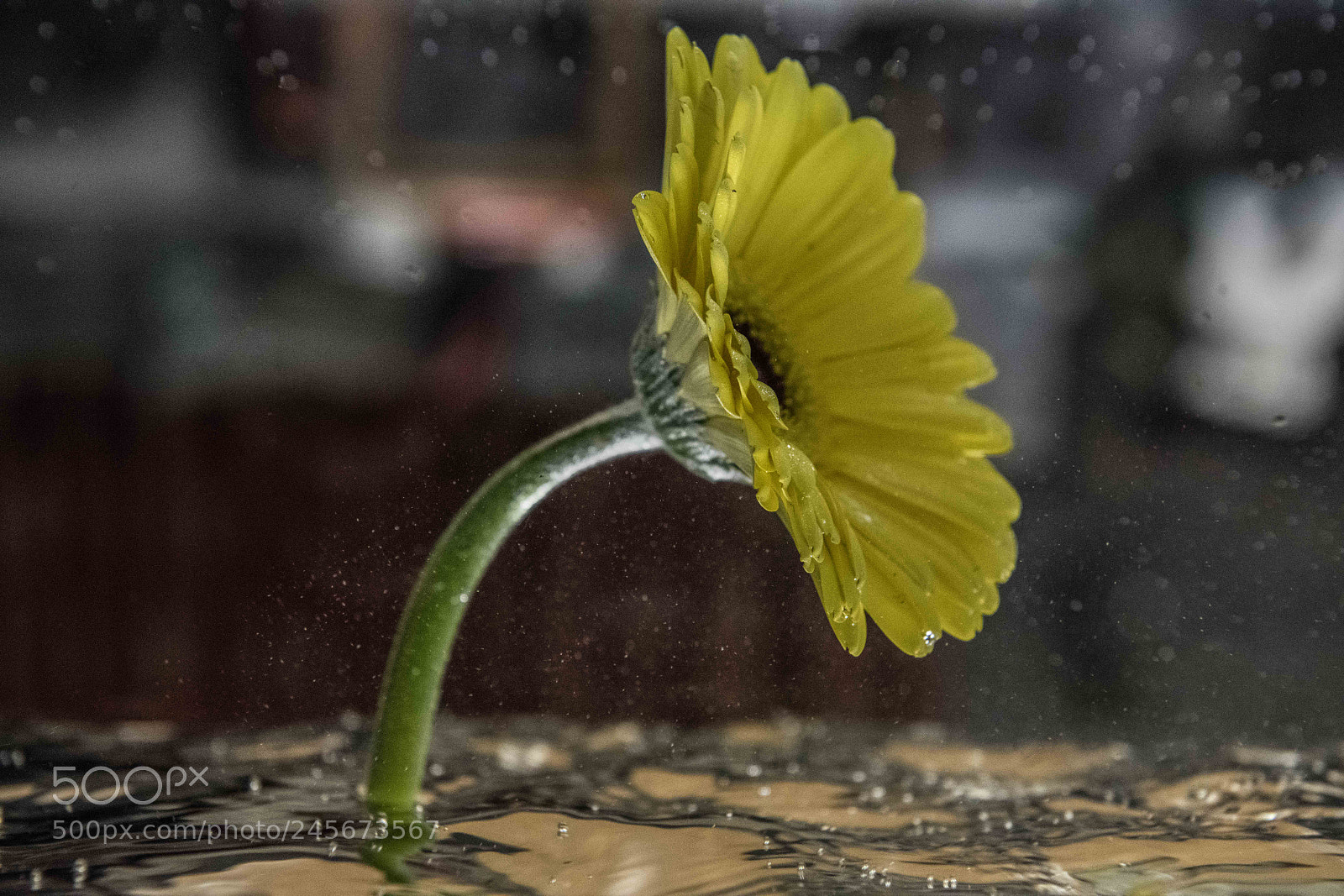 Nikon D850 sample photo. Yellow flower photography