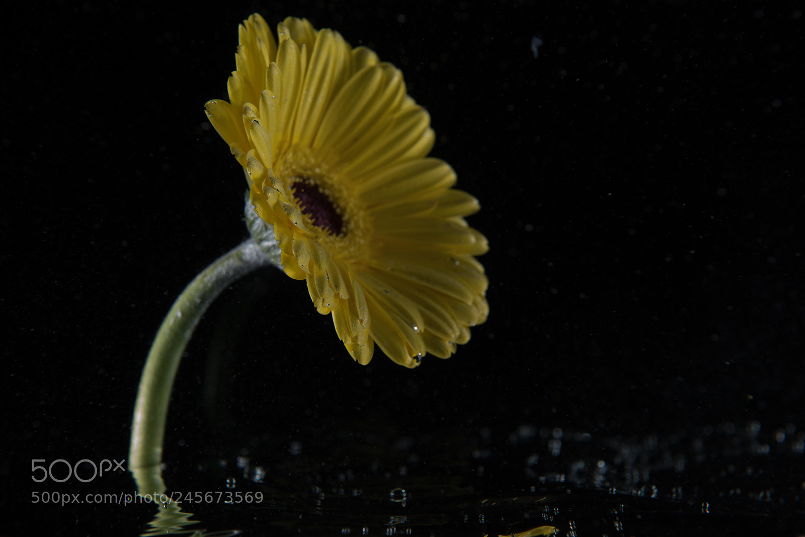 Nikon D850 sample photo. Yellow flower photography