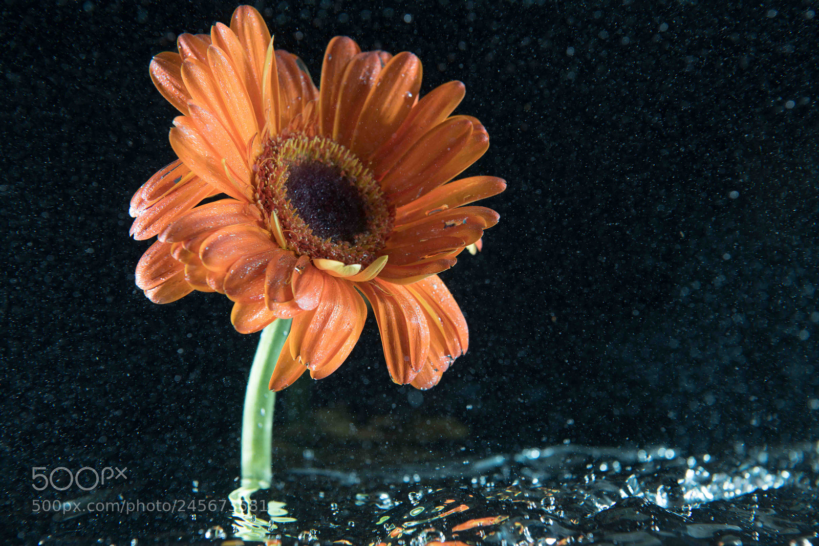 Nikon D850 sample photo. Orange flower photography