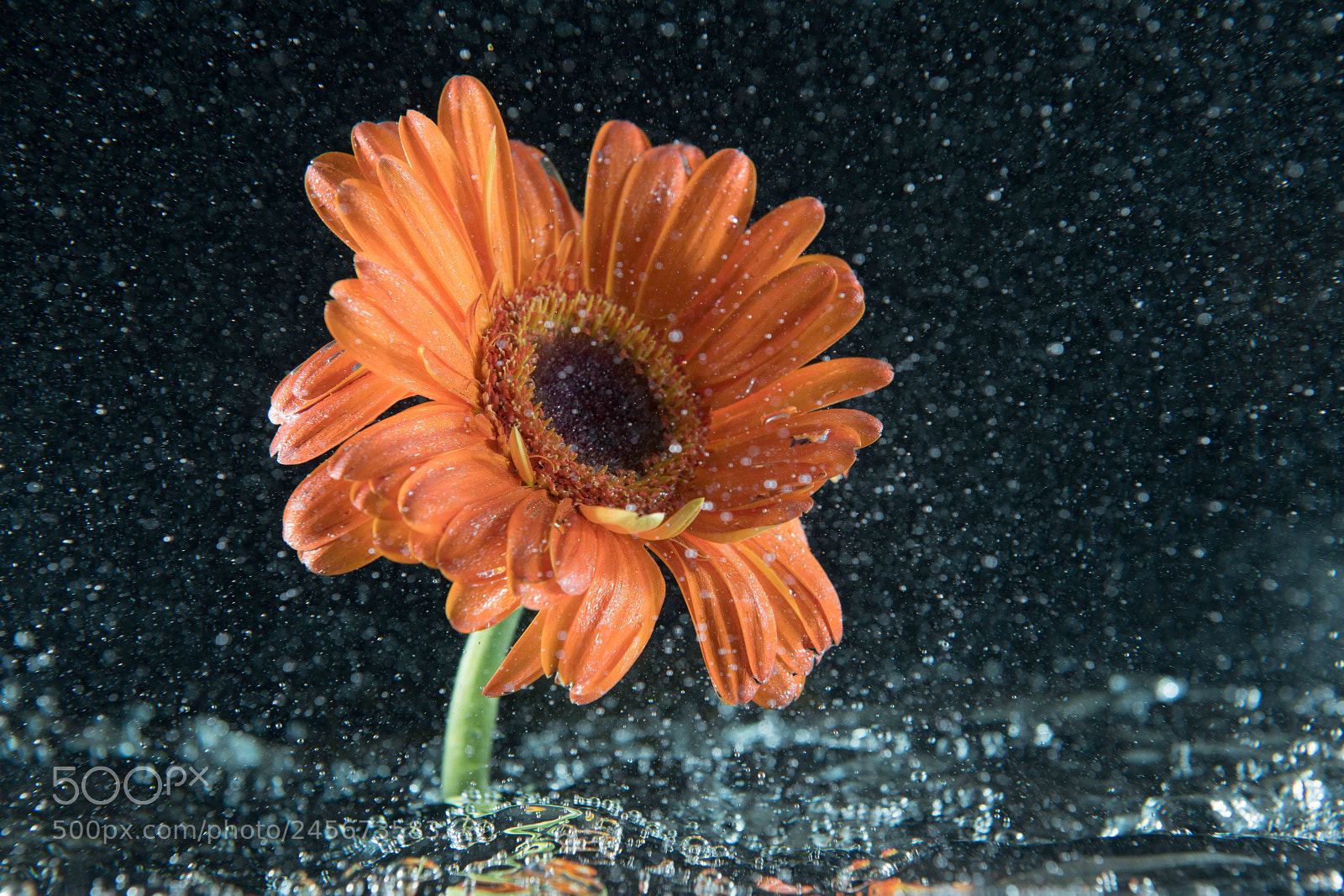 Nikon D850 sample photo. Flower under rain photography