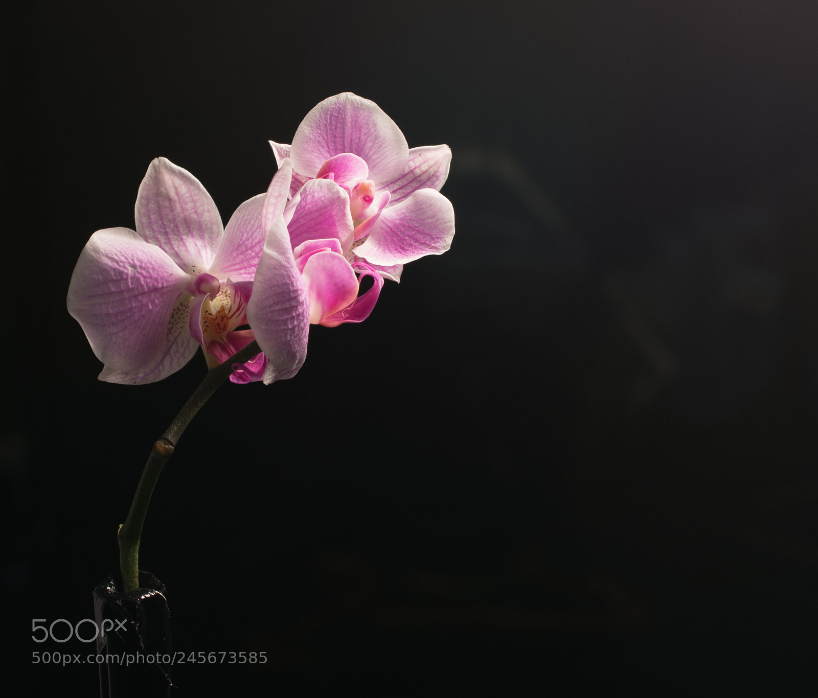 Nikon D850 sample photo. Orchidea photography