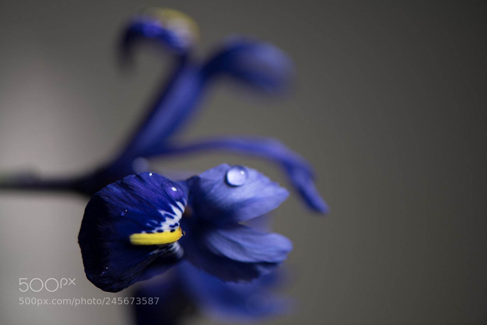 Nikon D850 sample photo. Flower photography