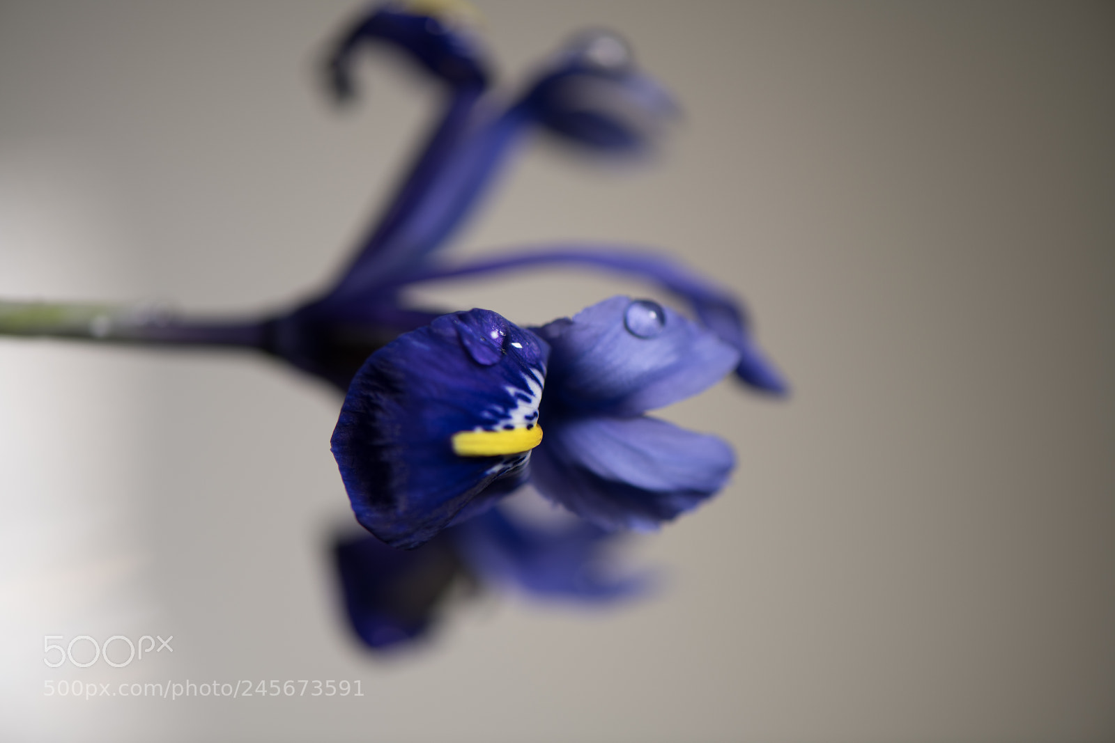 Nikon D850 sample photo. Flower photography