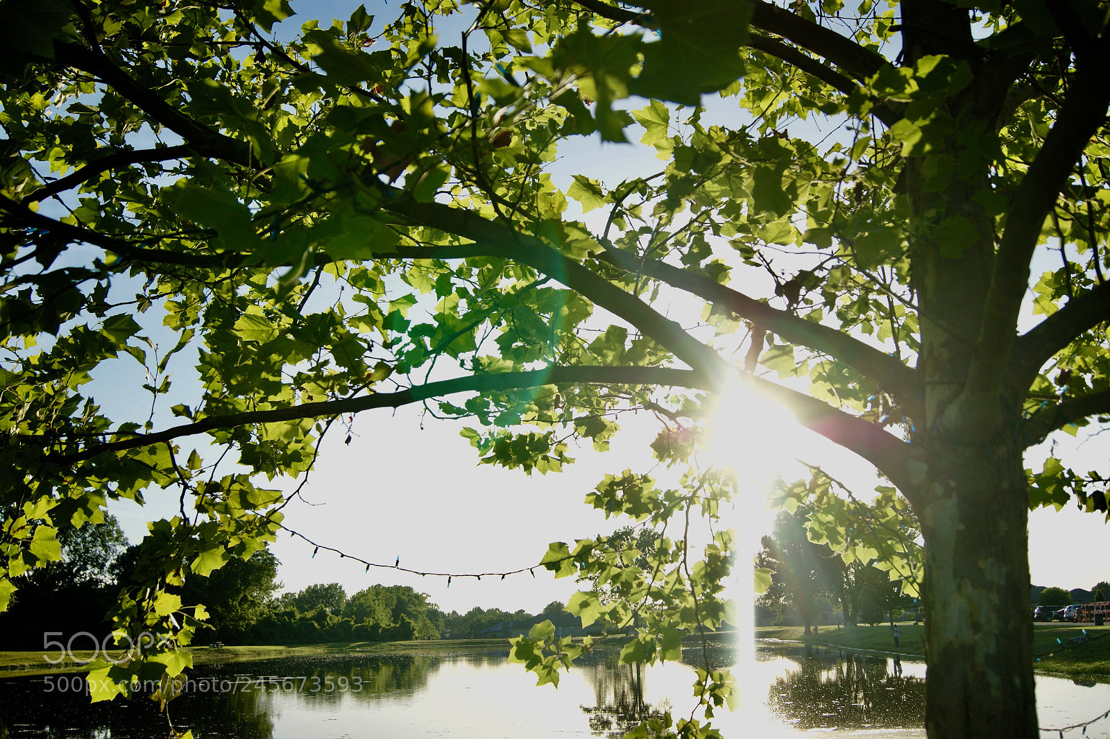 Sony Alpha DSLR-A390 sample photo. Tree looking over a photography