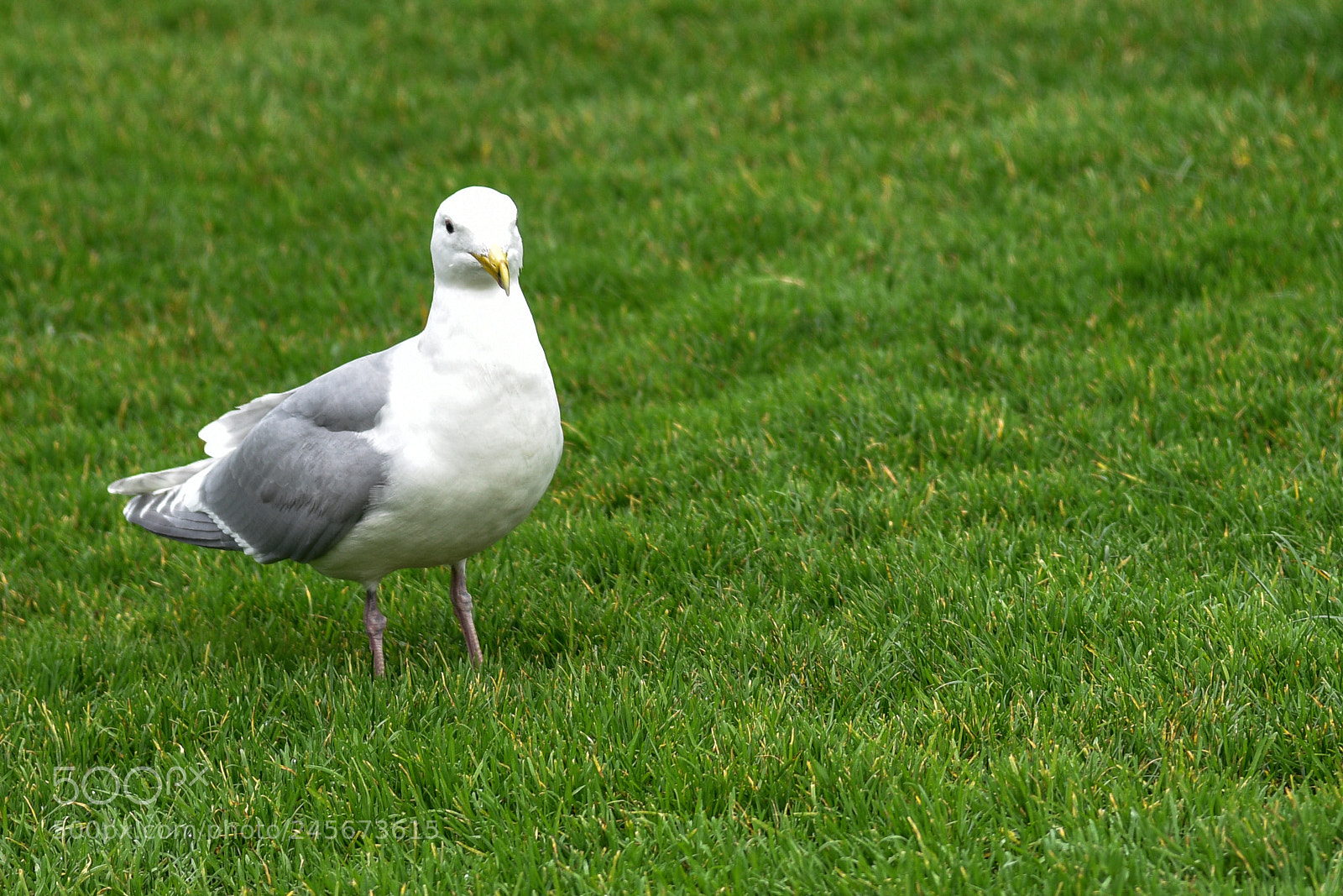 Nikon D810 sample photo. Pigeon photography