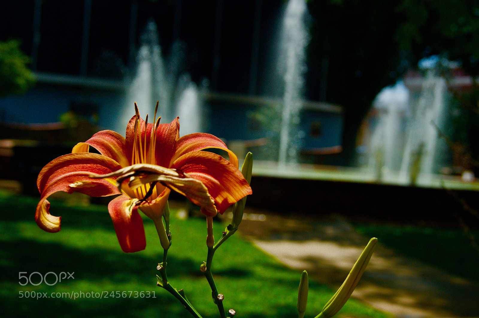 Sony Alpha DSLR-A390 sample photo. Beautiful orange flower photography