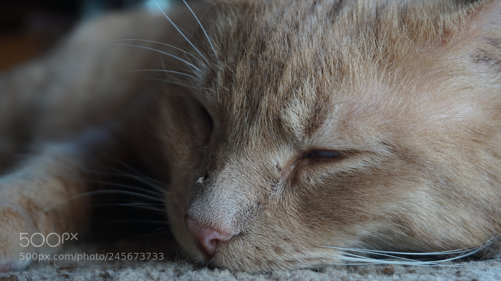 Sony Alpha a5000 (ILCE 5000) sample photo. Sleeping cat photography