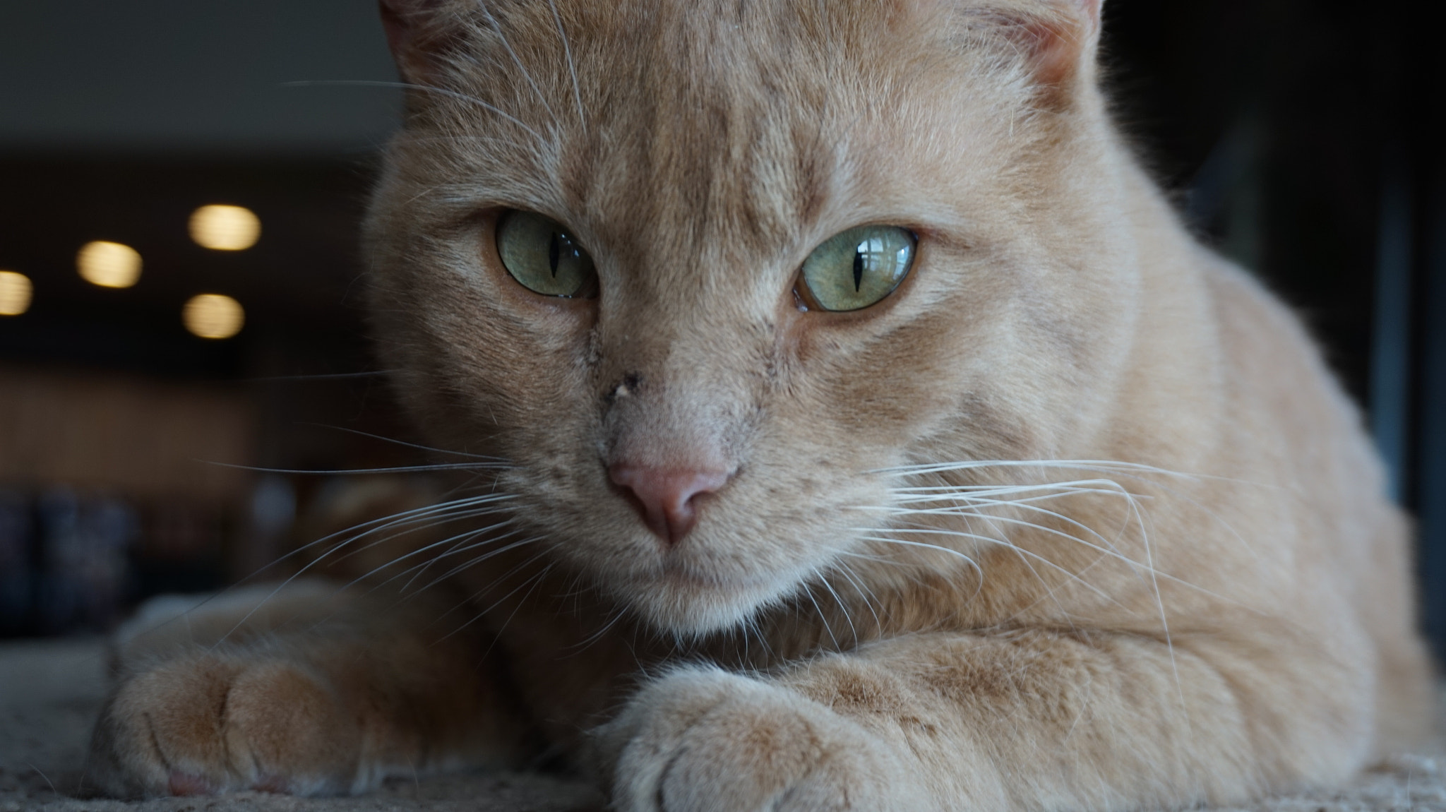 Sony Alpha a5000 (ILCE 5000) + Sony E 18-50mm F4-5.6 sample photo. Cute cat face photography