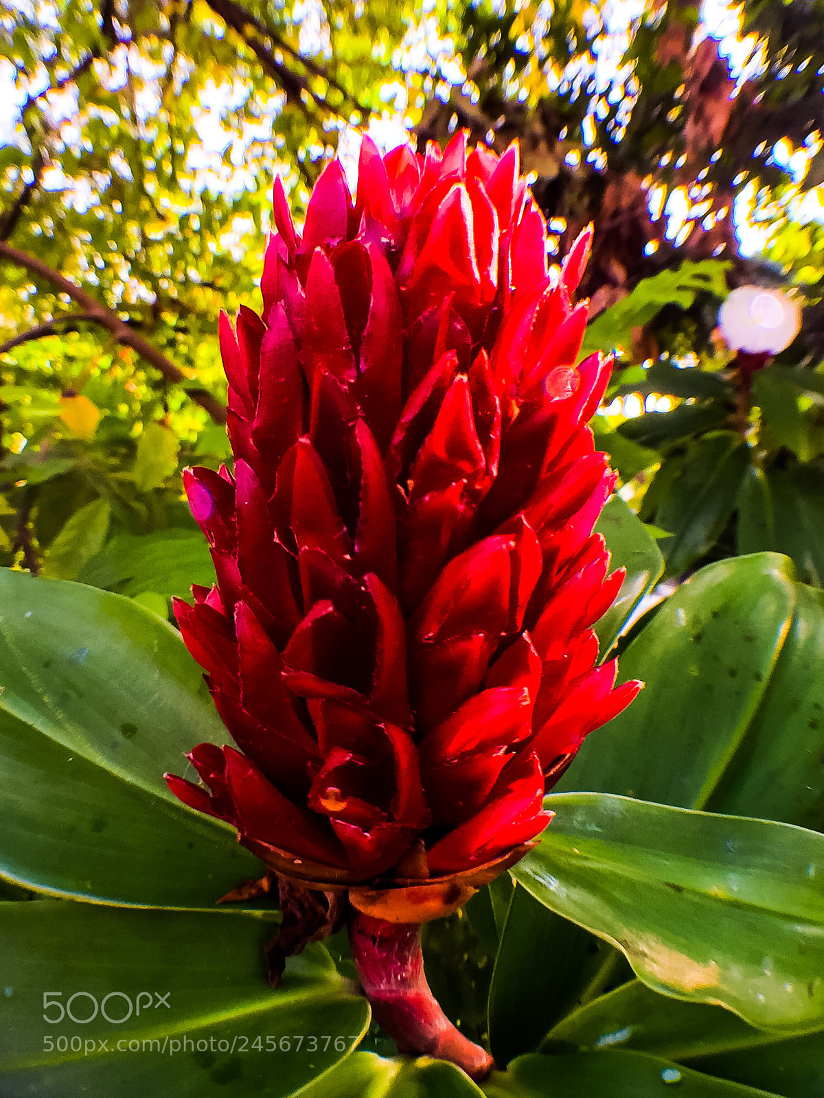 Apple iPhone 6 Plus sample photo. Red flower photography