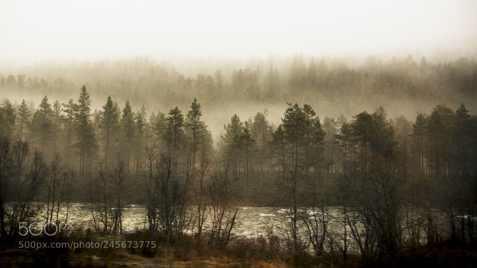 Nikon D5200 sample photo. Into the wild photography