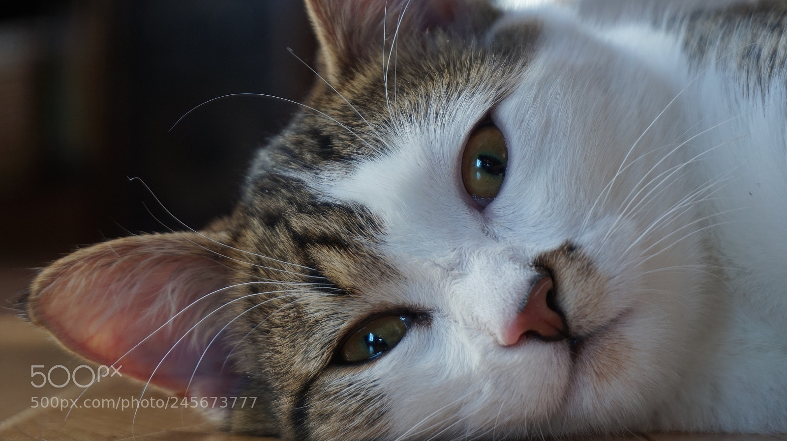 Sony Alpha a5000 (ILCE 5000) sample photo. Cute kitten face photography