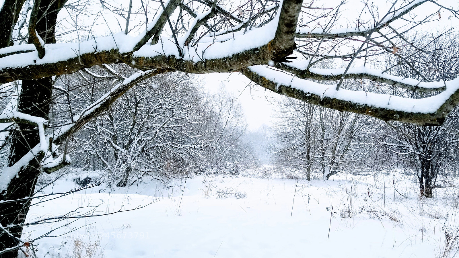 Samsung Galaxy S8+ sample photo. Winter woods photography