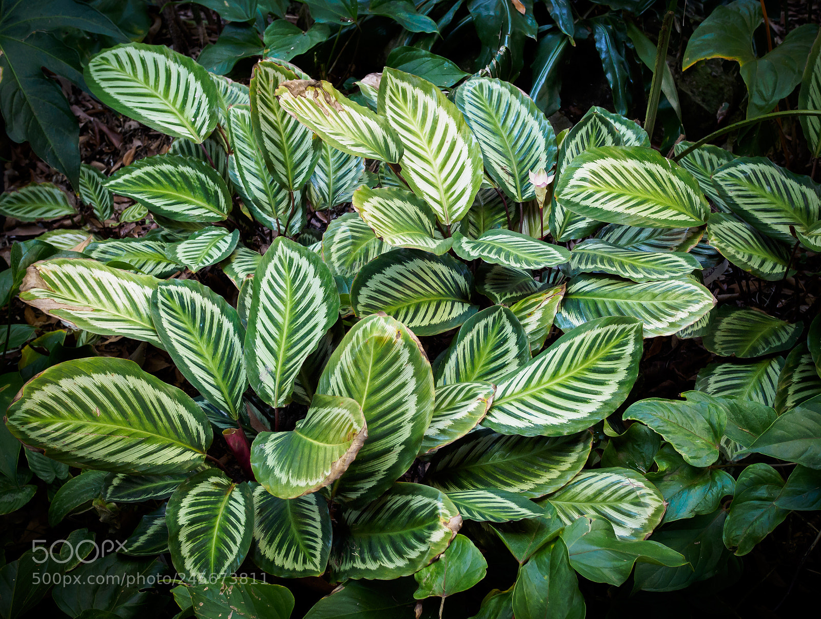 Olympus OM-D E-M1 sample photo. Calathea sp. naples botanical photography