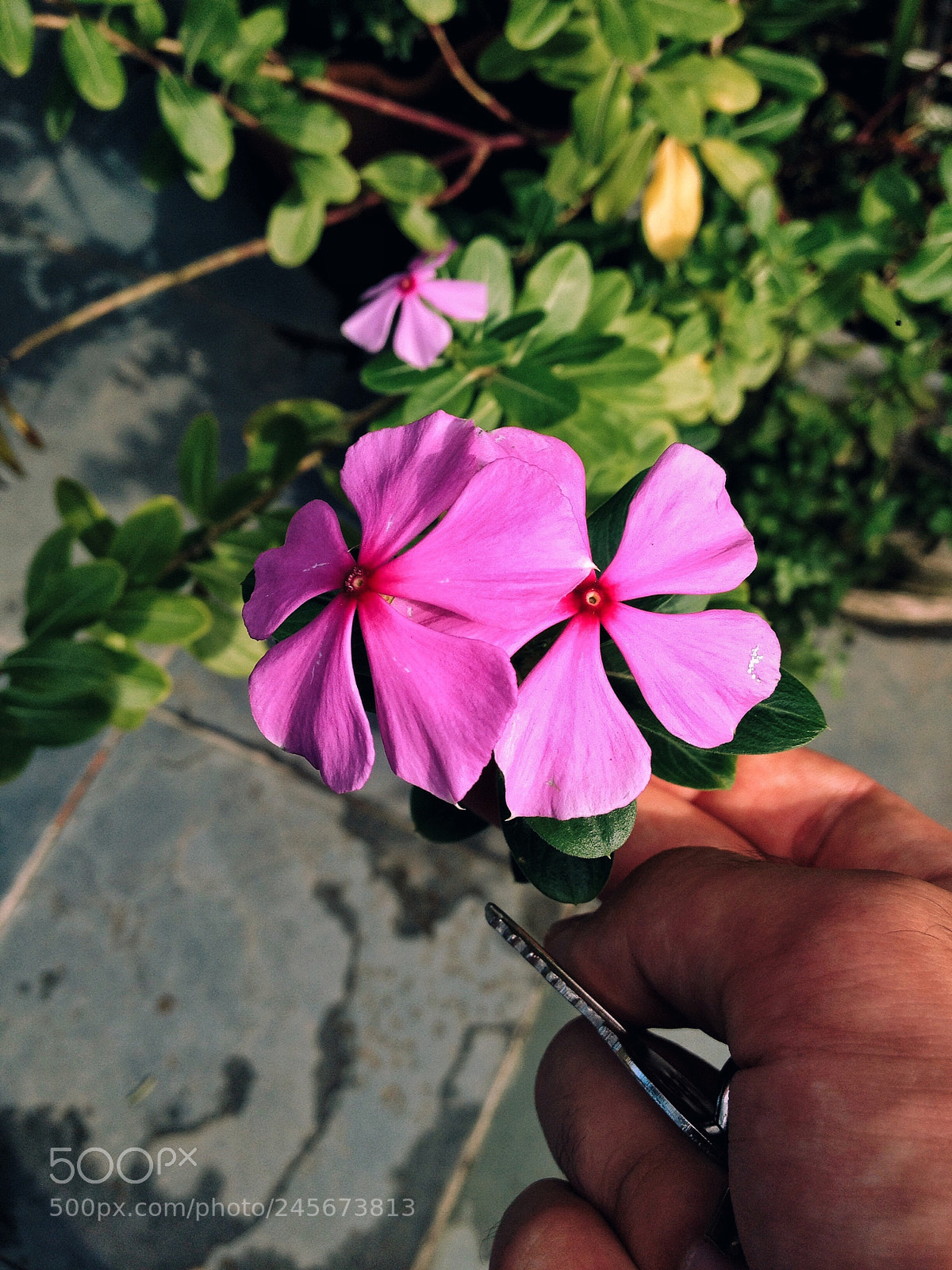 Apple iPhone 4S sample photo. Flores photography
