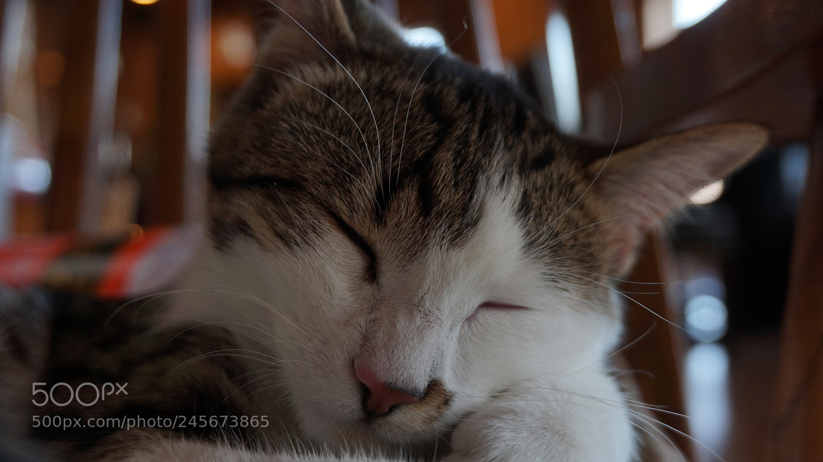 Sony Alpha a5000 (ILCE 5000) sample photo. Cute kitten face photography