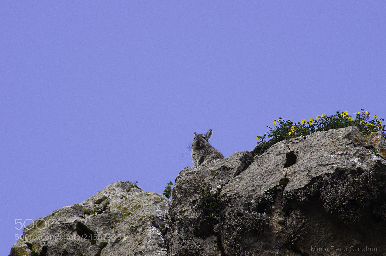 Nikon D5100 sample photo. Wild peruvian highland chinchilla photography