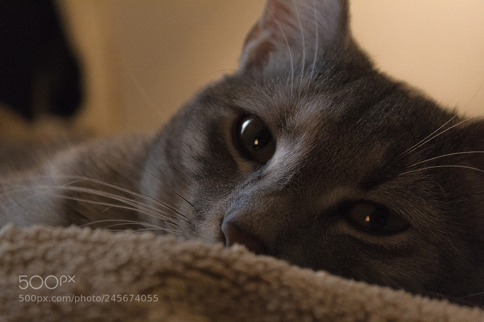 Canon EOS 1300D (EOS Rebel T6 / EOS Kiss X80) sample photo. Luna the cat photography