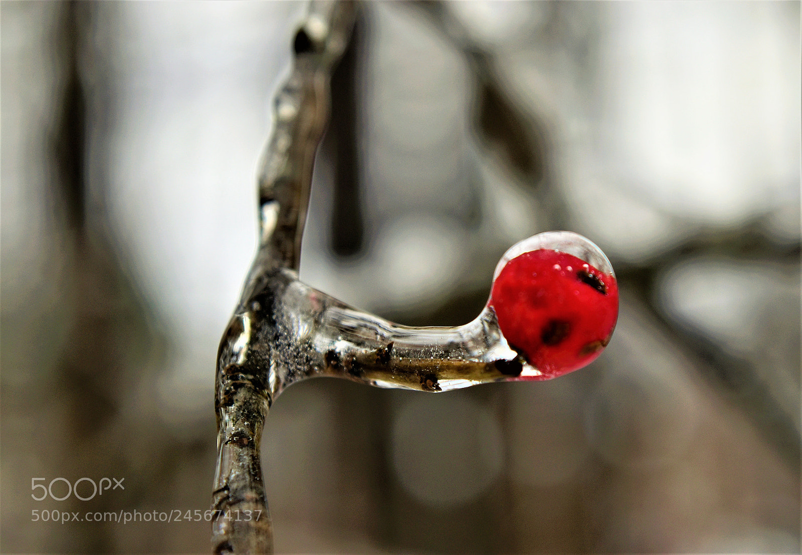 Nikon D5500 sample photo. Frozen photography