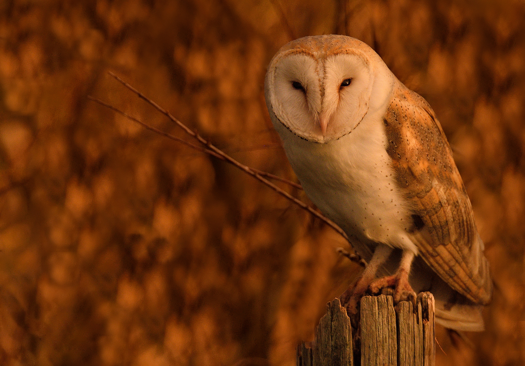 Sigma 150-600mm F5-6.3 DG OS HSM | S sample photo. Fire photography