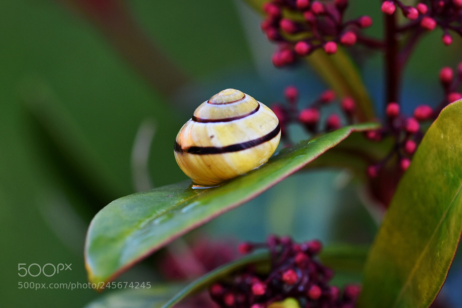 Nikon D5600 sample photo. Watching nature from the photography