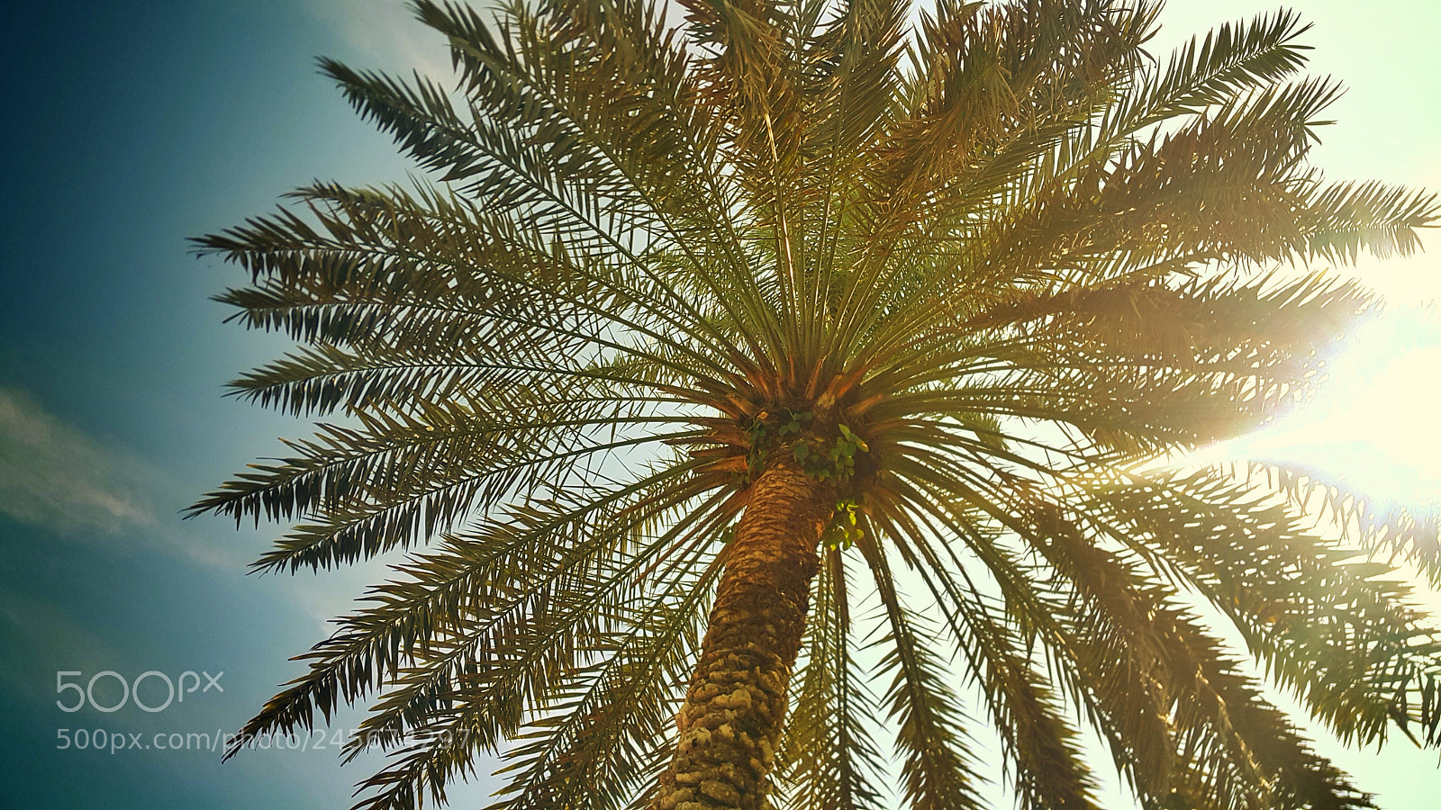 Samsung Galaxy Note4 sample photo. Palmera photography