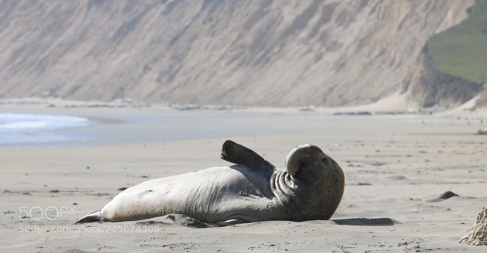 Canon EOS 750D (EOS Rebel T6i / EOS Kiss X8i) sample photo. Club pinniped photography