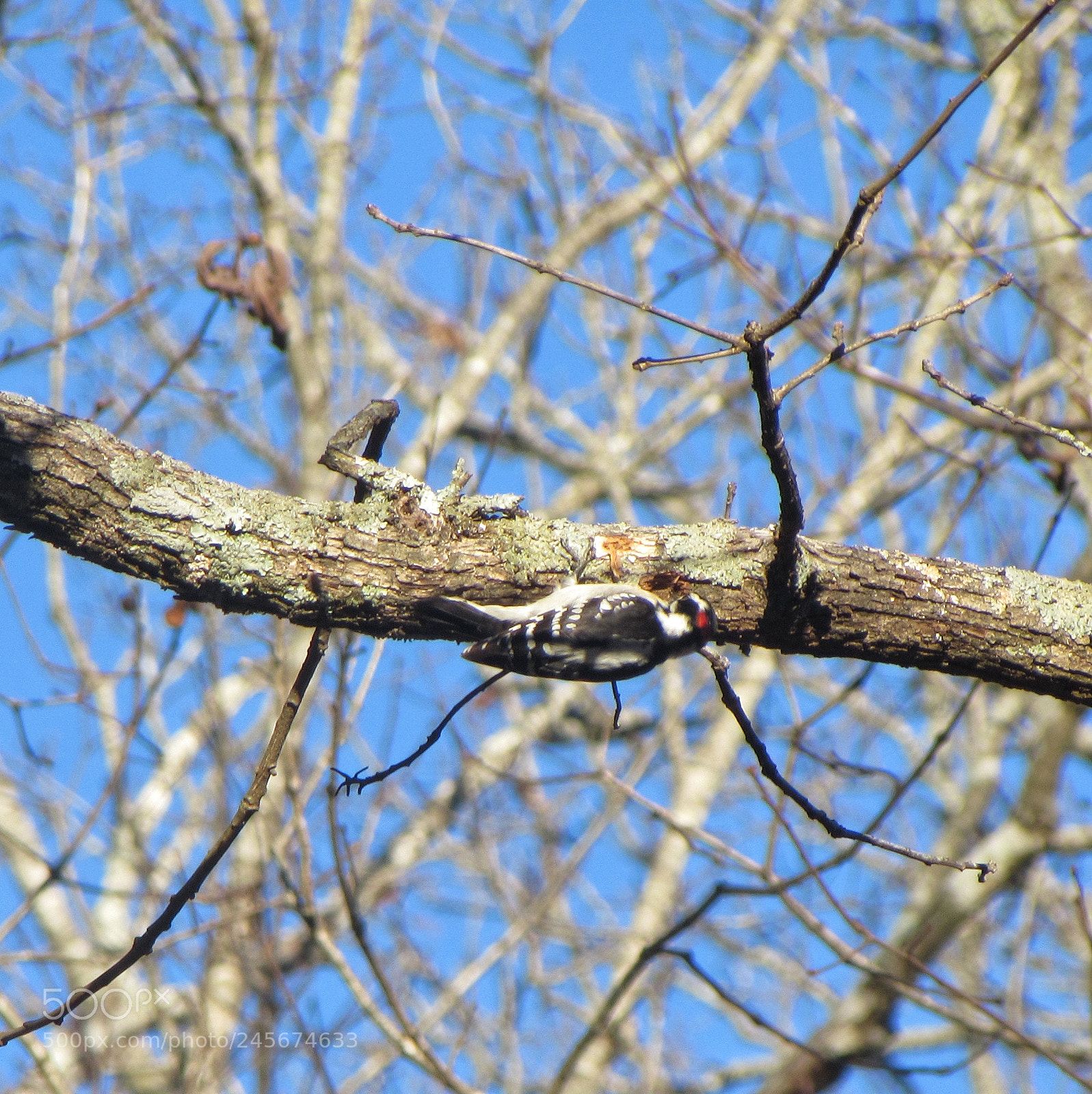 Canon PowerShot SX510 HS sample photo. Untitled photography