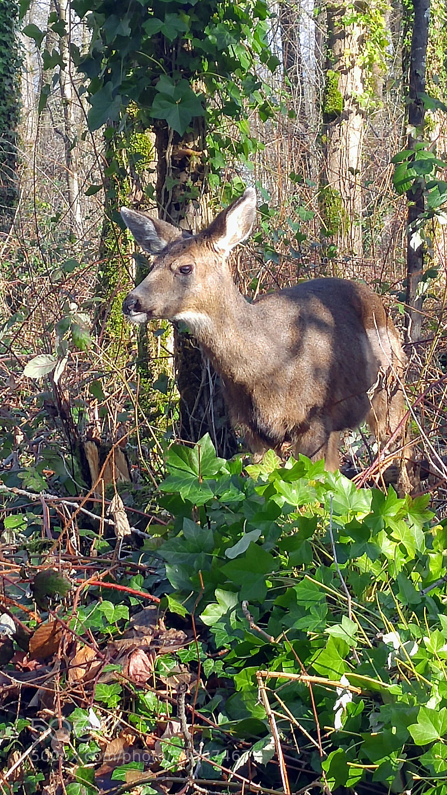 LG G4 sample photo. Close encounter photography