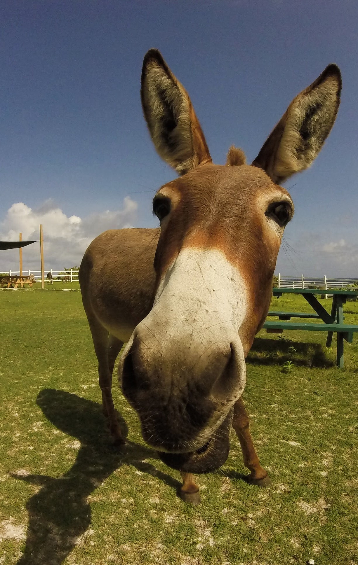 GoPro HERO sample photo. You talking to me? photography