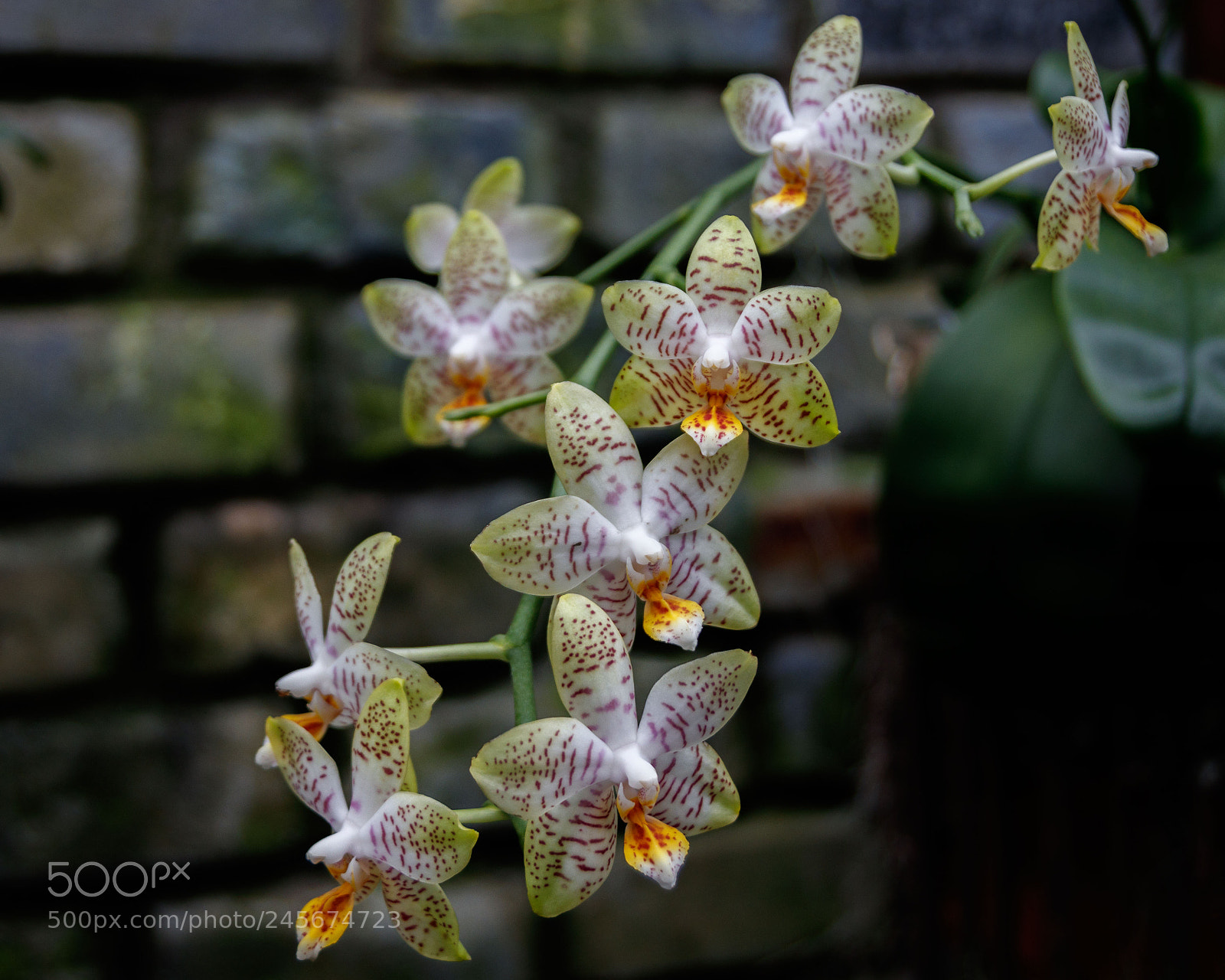 Canon EOS 77D (EOS 9000D / EOS 770D) sample photo. Orchid photography