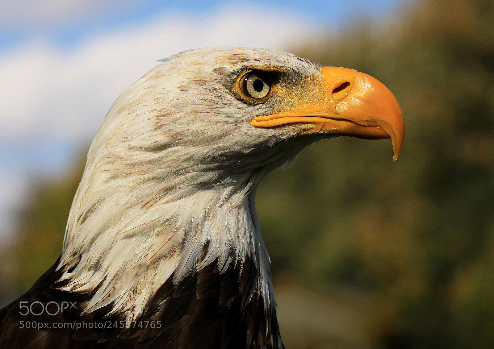 Canon EOS 500D (EOS Rebel T1i / EOS Kiss X3) sample photo. Eagle profile photography
