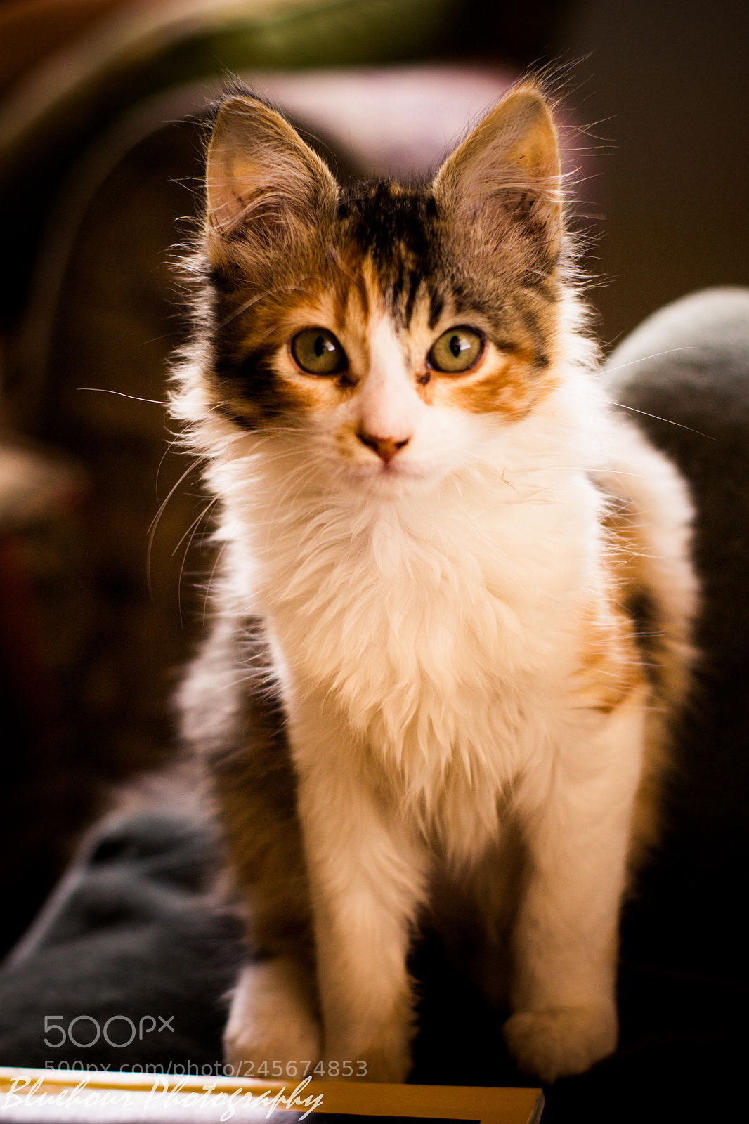 Canon EOS 1100D (EOS Rebel T3 / EOS Kiss X50) sample photo. Cat eyes photography