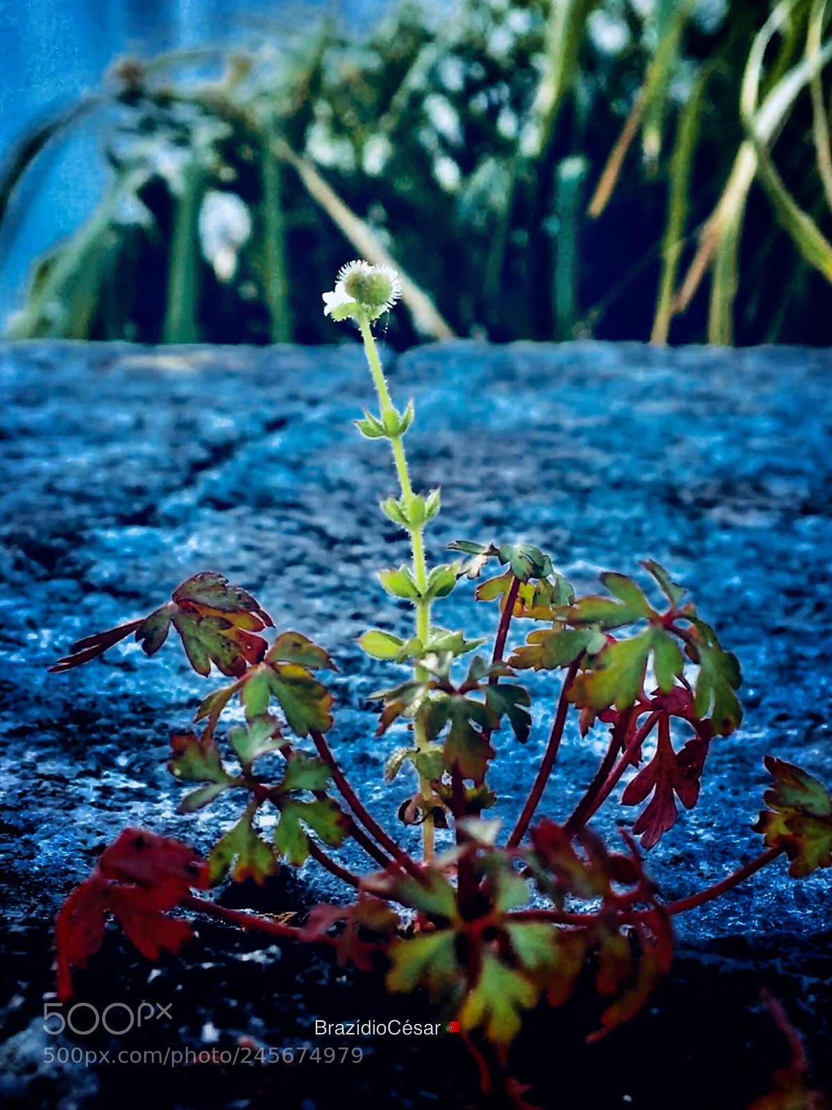 Apple iPhone 6s sample photo. Untitled photography