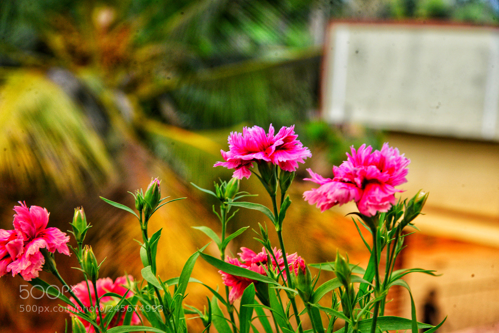 Nikon D600 sample photo. Untitled photography