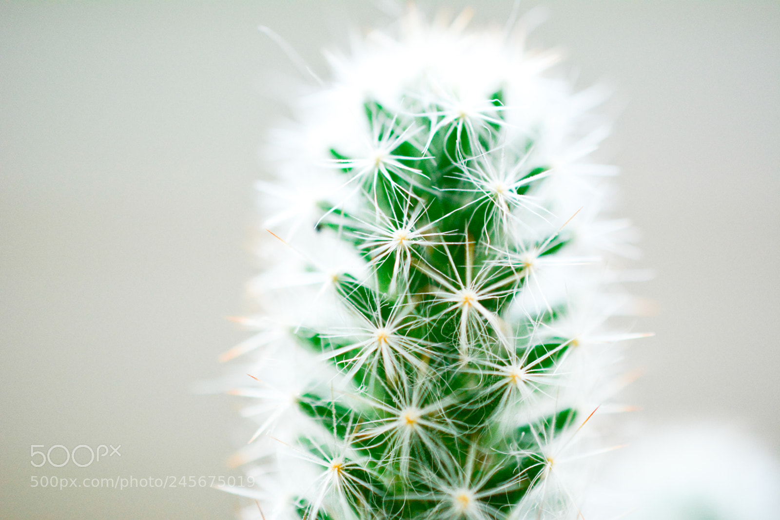 Nikon D7100 sample photo. Cactus photography