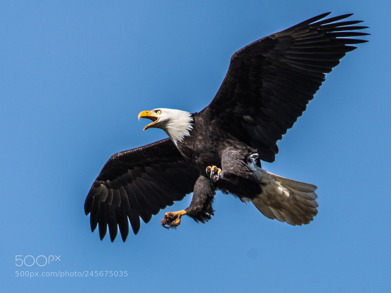 Nikon D500 sample photo. Eagle photography