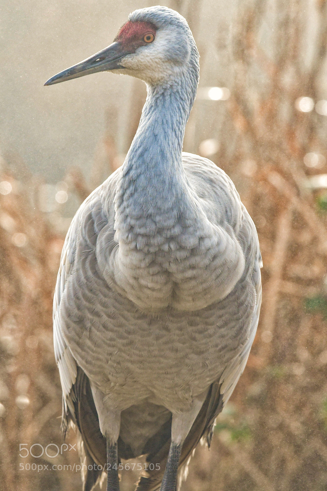 Nikon D7500 sample photo. Sandhill crane display. photography