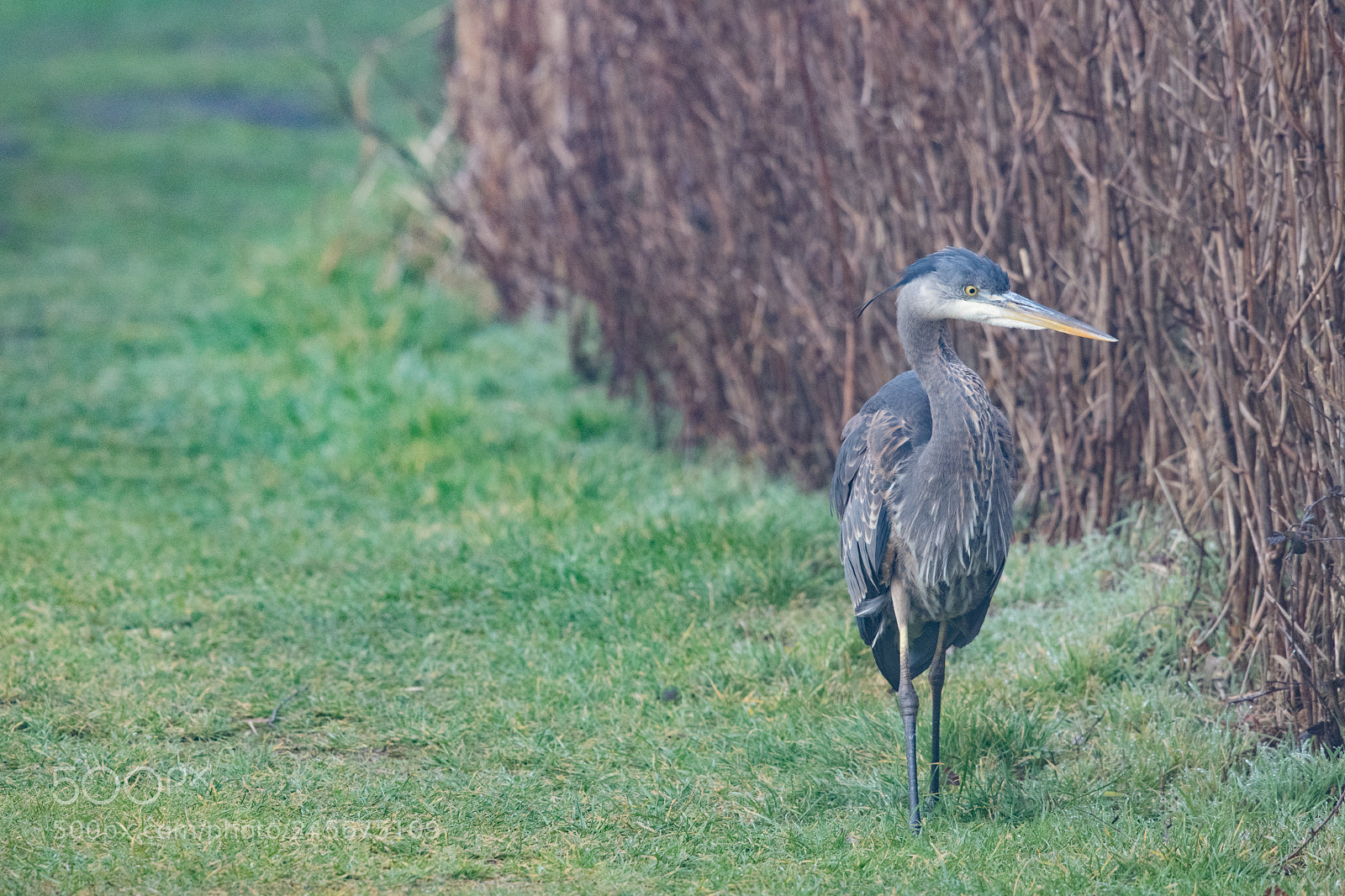 Nikon D7500 sample photo. Hunting heron photography