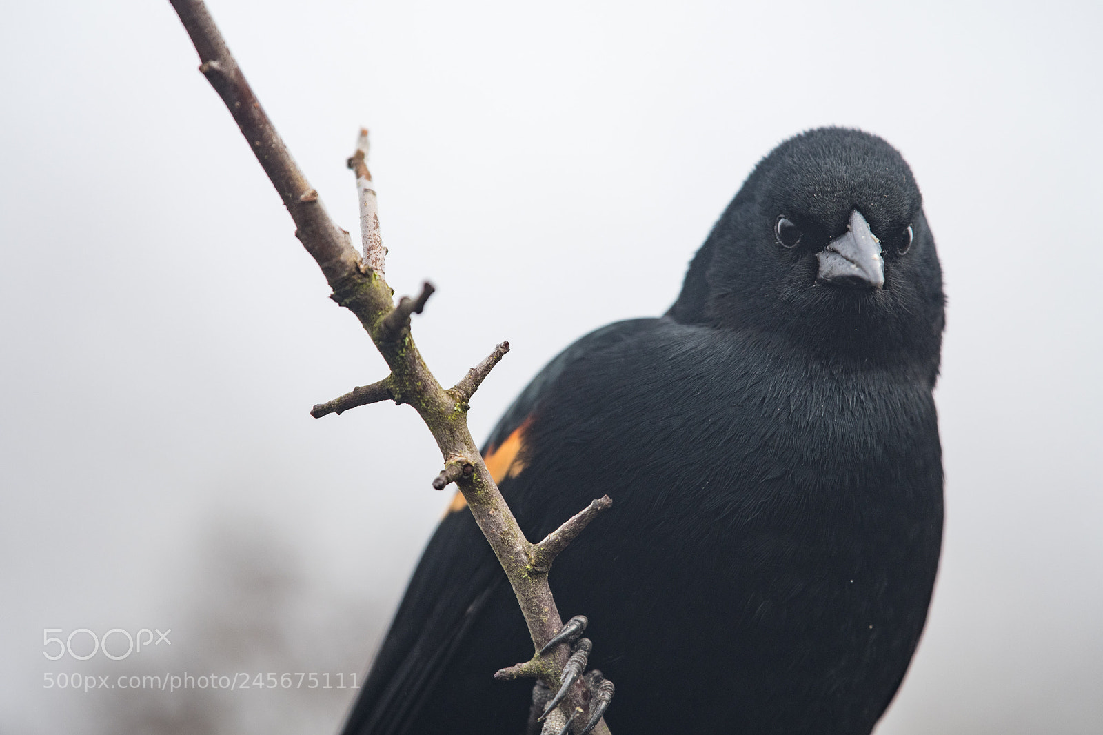Nikon D7500 sample photo. Red winged blackbird photography