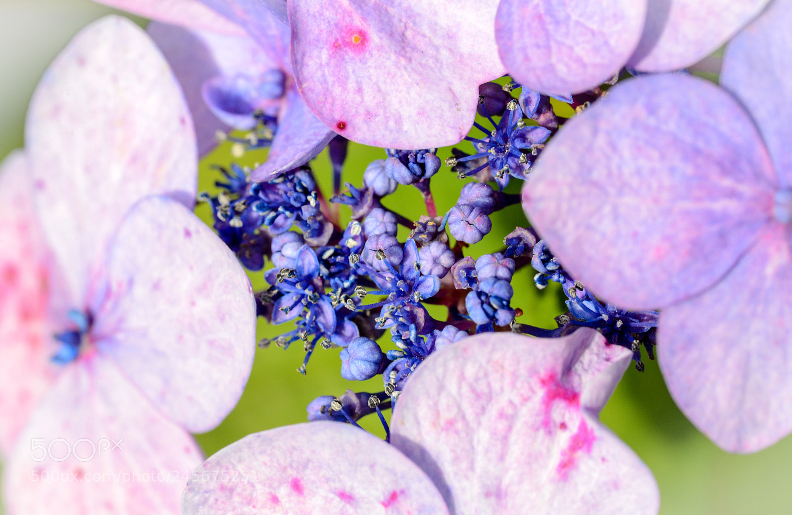 Nikon D600 sample photo. Contrast colors photography