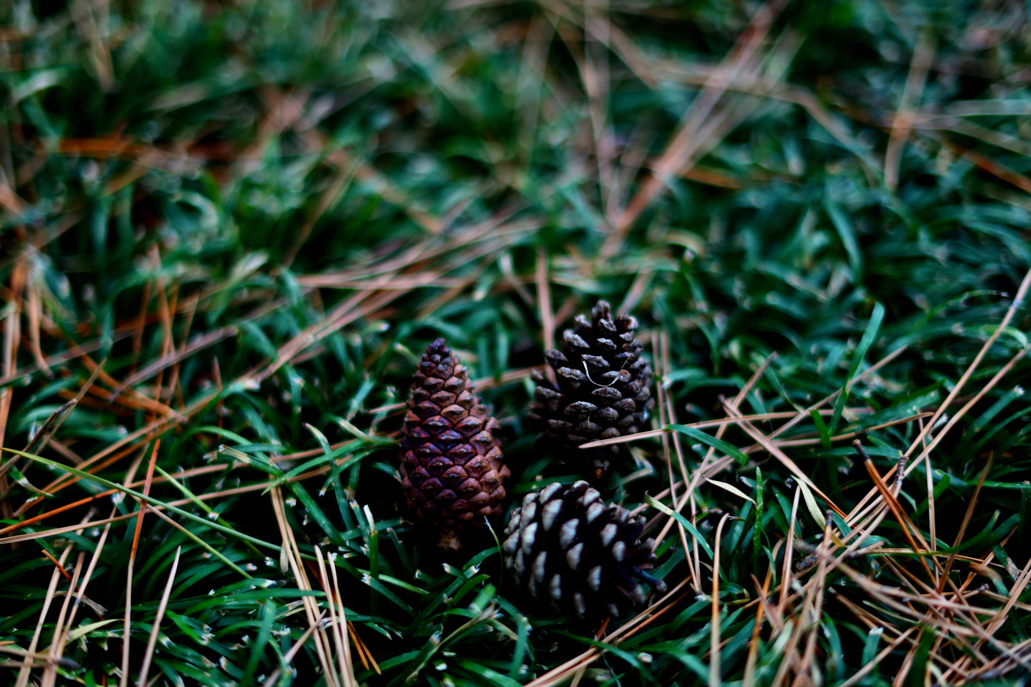 Nikon D850 + Nikon AF-S Nikkor 50mm F1.4G sample photo. Pine cones photography