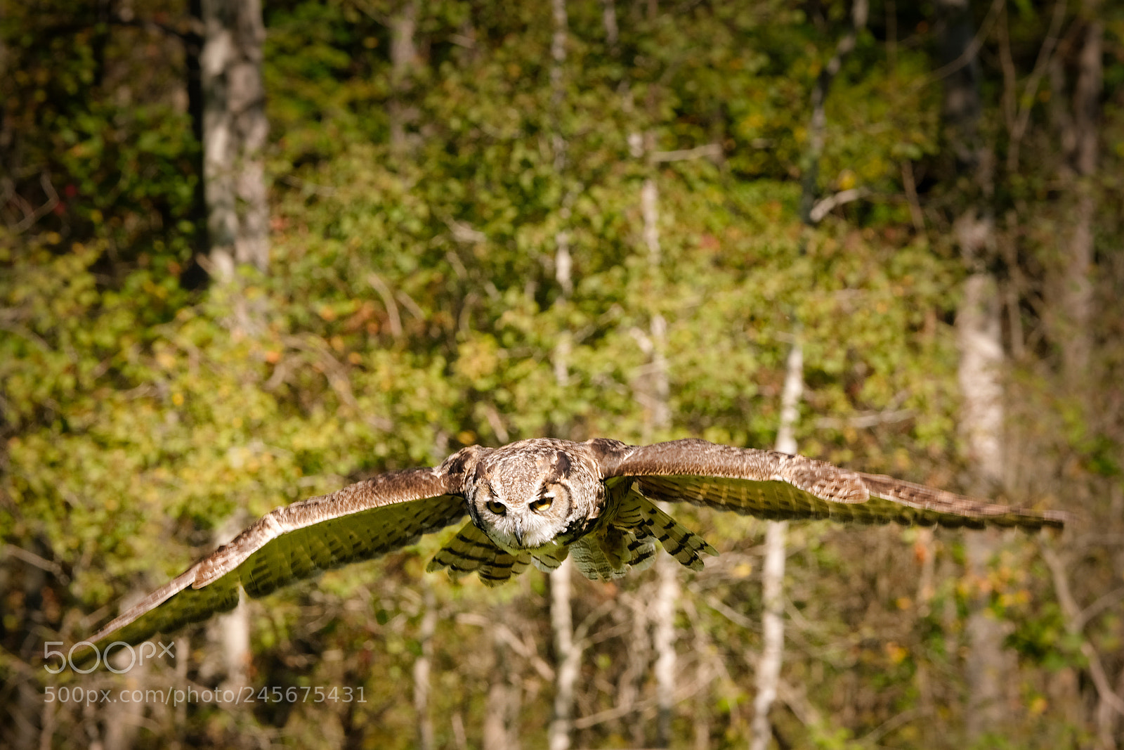 Fujifilm X-T2 sample photo. Owl landing photography