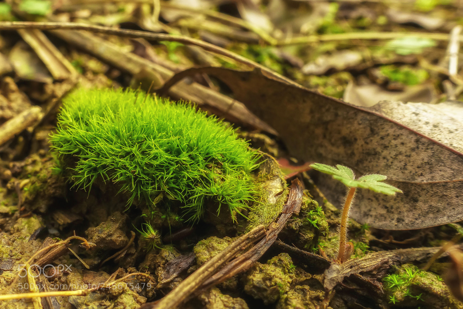 Sony Cyber-shot DSC-RX100 III sample photo. Moss photography
