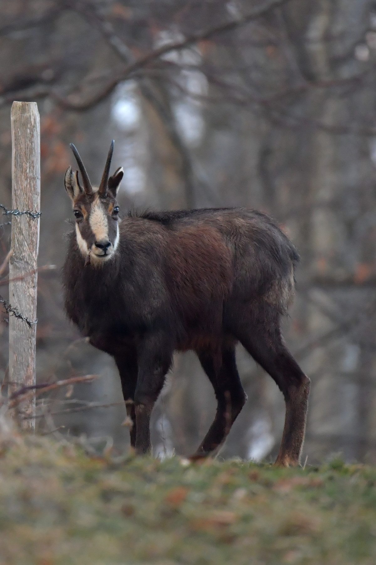 Nikon D5 + Sigma 150-600mm F5-6.3 DG OS HSM | S sample photo. Chamois photography