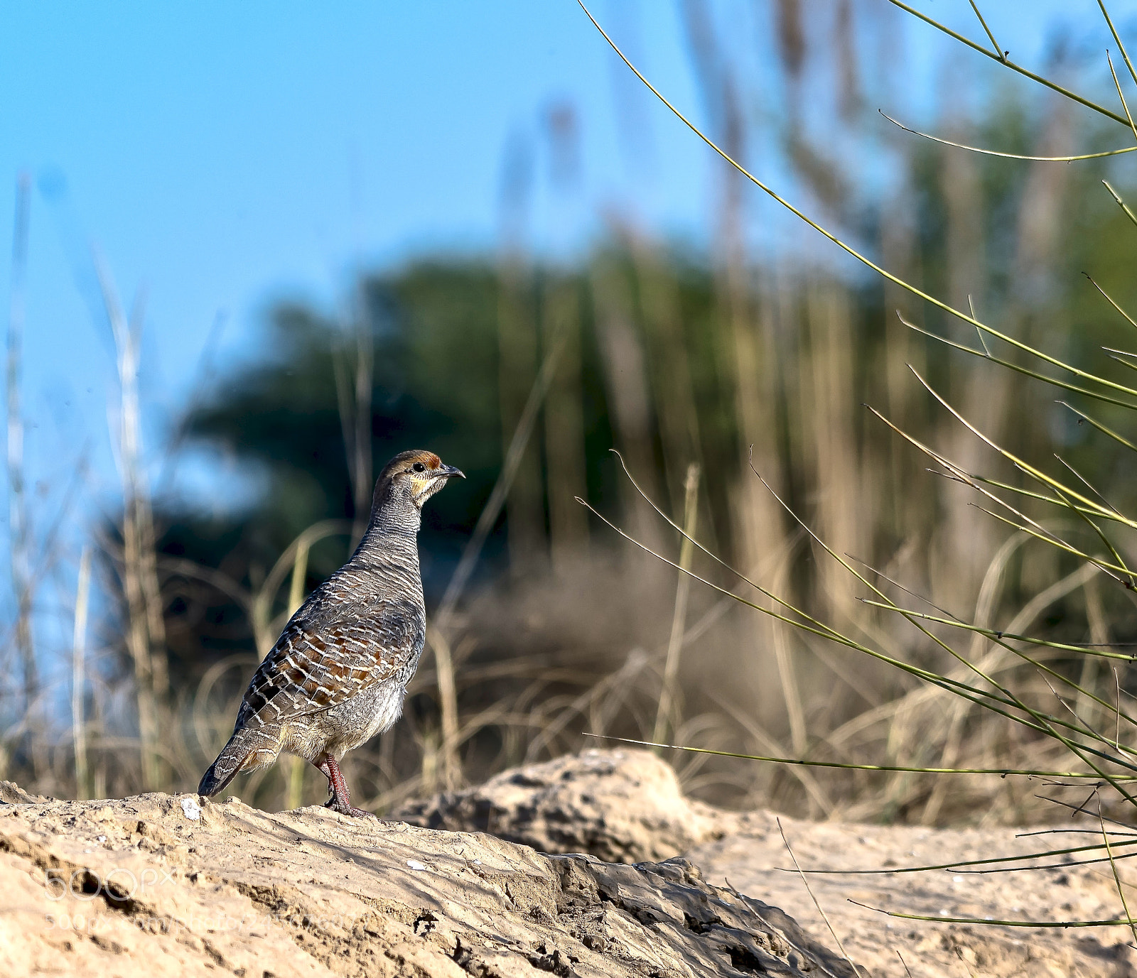 Nikon D850 sample photo. Scout grey partridge photography
